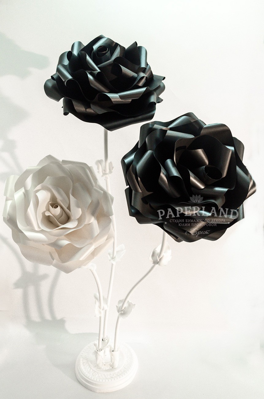 Фото черная роза белая